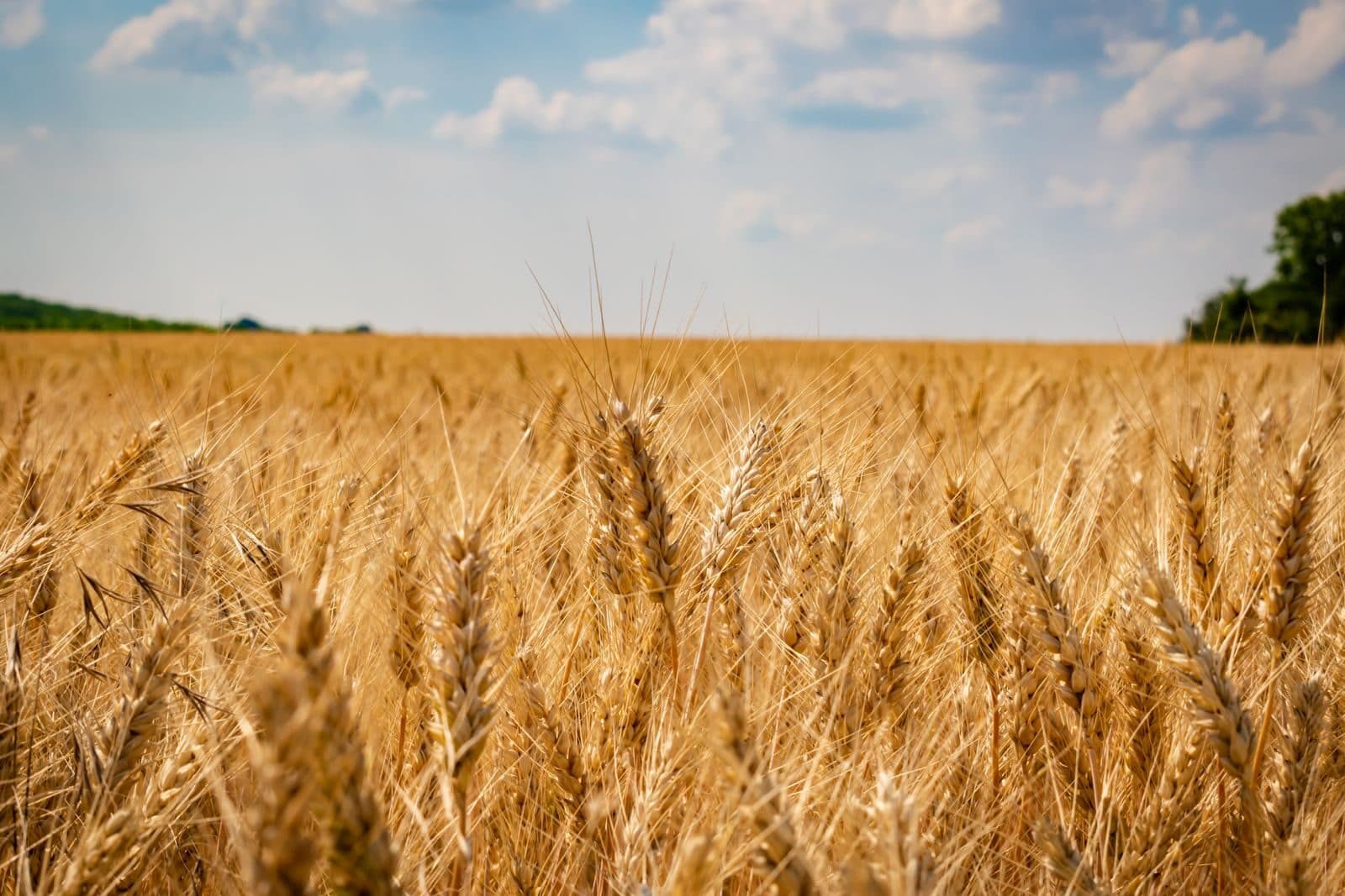 Landwirtschaft & Ernährung