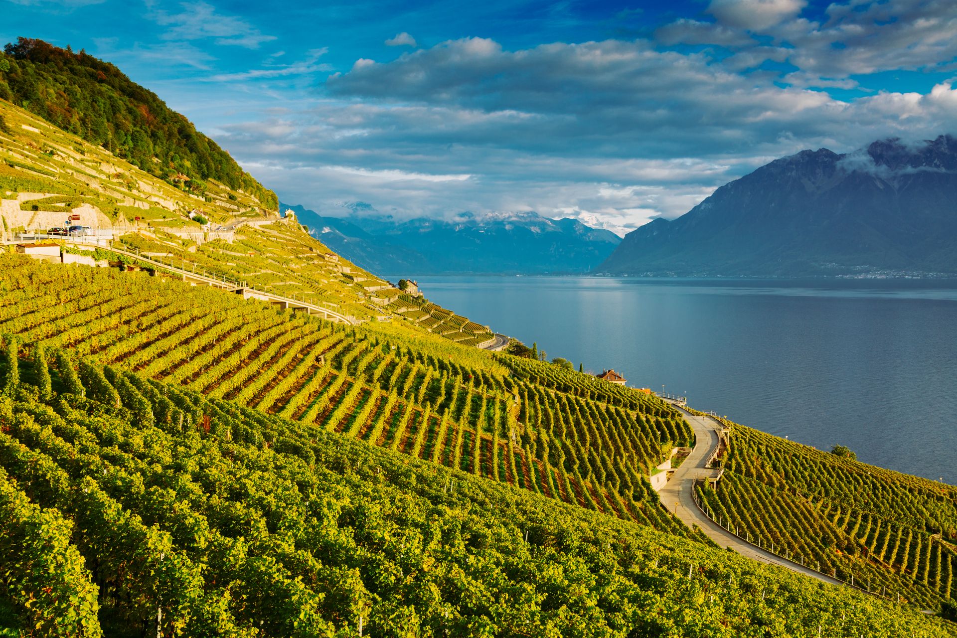 Terrazze di Lavaux, lago Lemano e Alpi svizzere