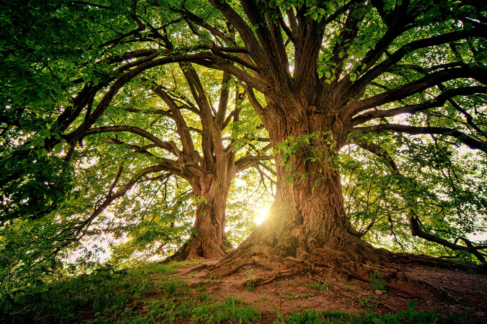 Two majestic trees side by side in the light